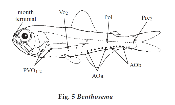 Benthosema sp. Source: FAO 2002.
