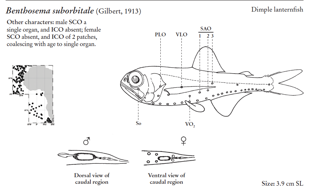 Benthosema suborbitale, Dimple Lanternfish. Source: FAO 2020.