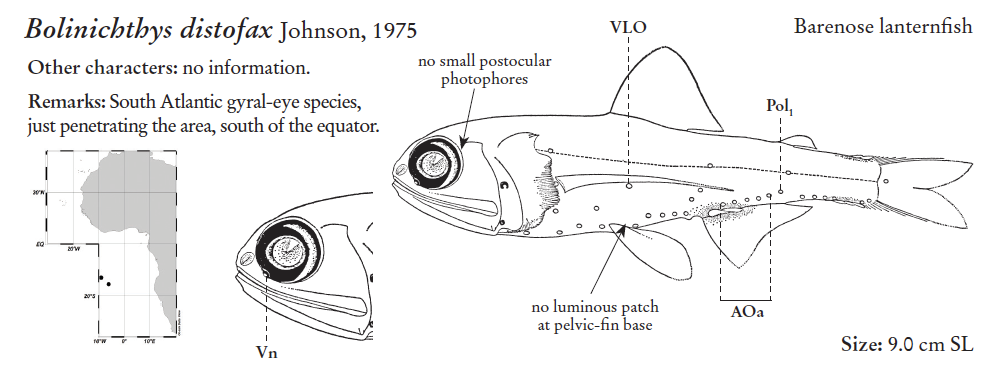 Bolinichthys distofax. Source: FAO 2020.