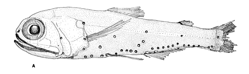 Bolinichthys distofax. Source: Johnson 1975.