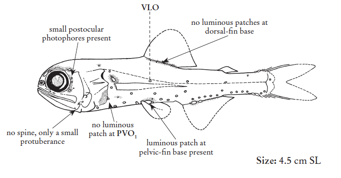 Bolinichthys indicus, Smoothcheek Lanternfish. Source: FAO 2020.