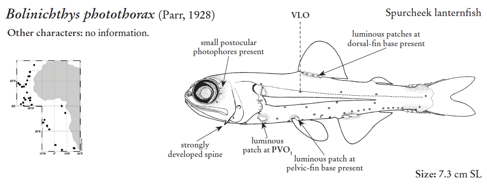 Bolinichthys photothorax, Spurcheek Lanternfish. Source: FAO 2020.
