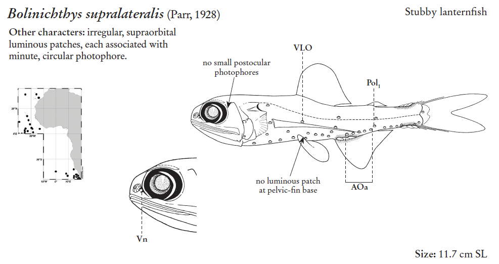 Bolinichthys supralateralis, Stubby Lanternfish. Source: FAO 2020.