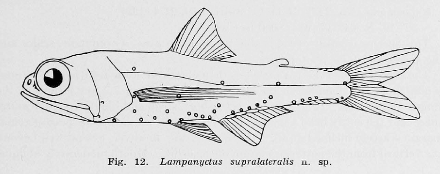 Bolinichthys supralateralis, Stubby Lanternfish. Source: Parr 1928.