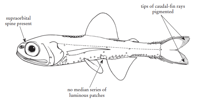 Ceratoscopelus maderensis, Horned Lanternfish. Source: FAO 2020.
