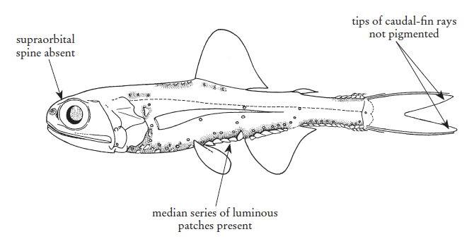 Ceratoscopelus warmingii, Grand Lanternfish. Source: FAO 2020.