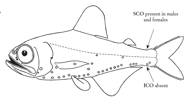 Dasyscopelus selenops, Deephead Lampfish. Source: FAO 2020