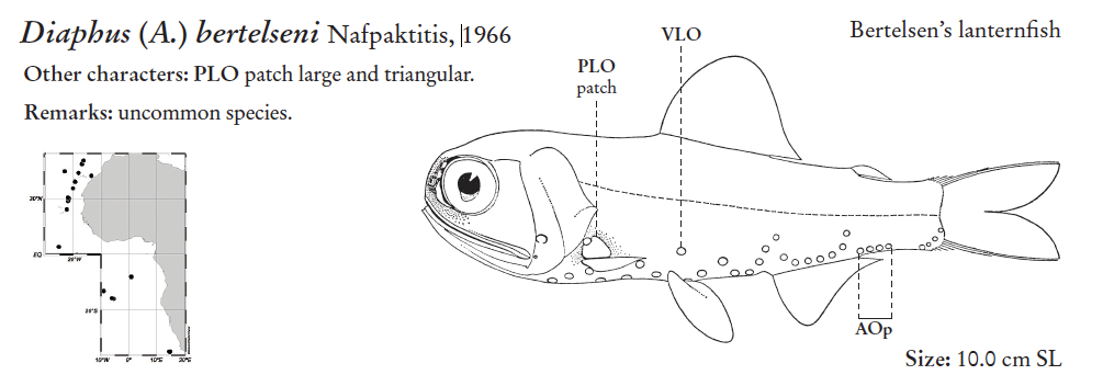 Diaphus bertelseni, Biglights Lampfish. Source: FAO 2020.