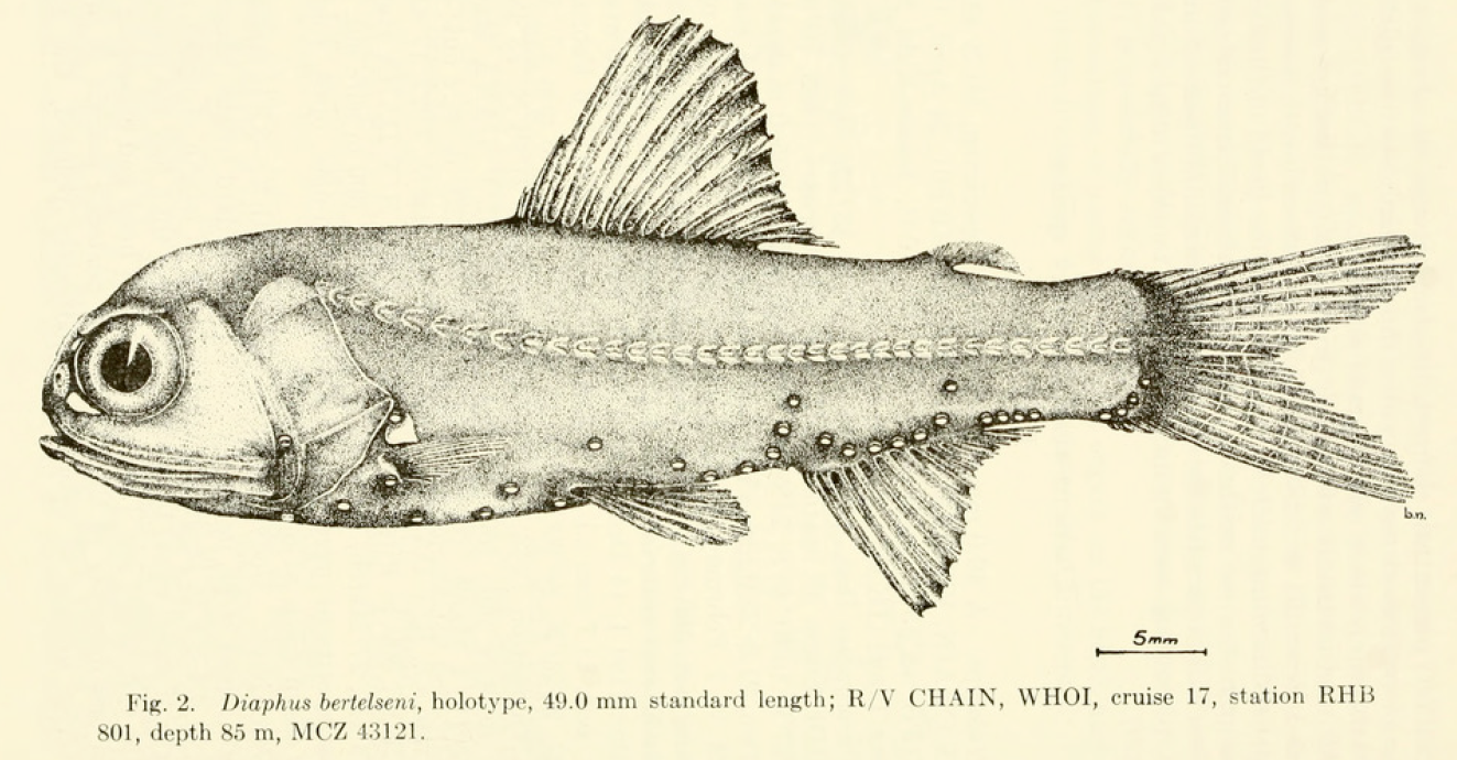 Diaphus bertelseni, Biglights Lampfish. Source: Nafpaktitis 1966.