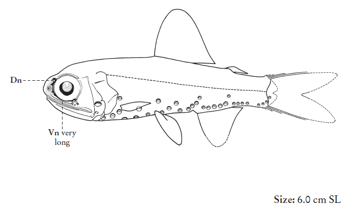 Diaphus brachycephalus, Shorthead Lanternfish. Source: FAO 2020.