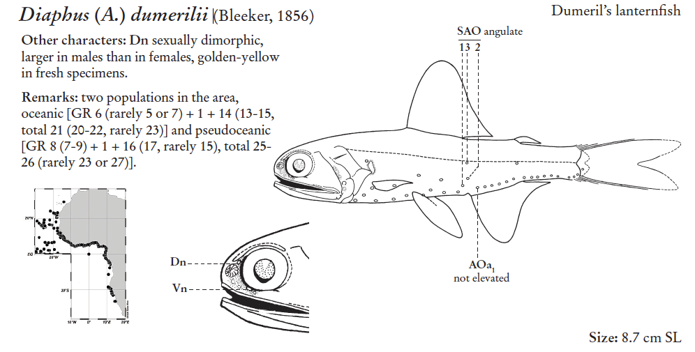 Diaphus dumerilii, Disjunctlight Lanternfish. Source: FAO 2020.
