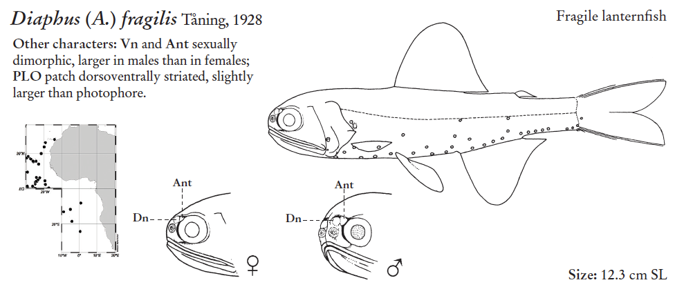 Diaphus fragilis, Fragile Headlightfish. Source: FAO 2020