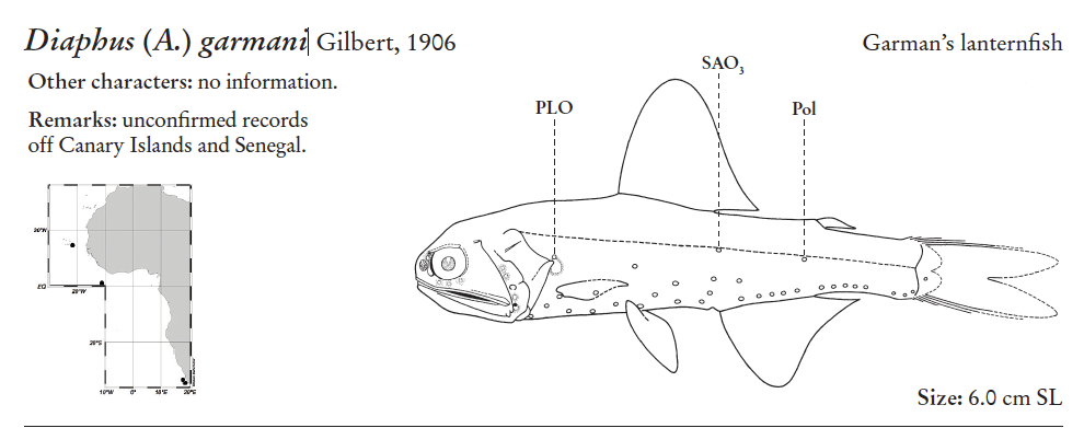 Diaphus garmani, Wide Lanternfish. Source: FAO 2020.
