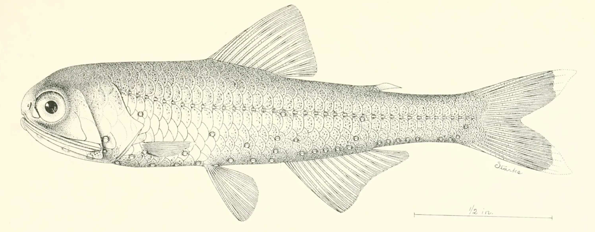 Diaphus garmani, Wide Lanternfish. Source: Gilbert 1906.