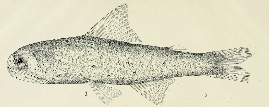 Diaphus garmani, Wide Lanternfish. Source: Gilbert 1913.