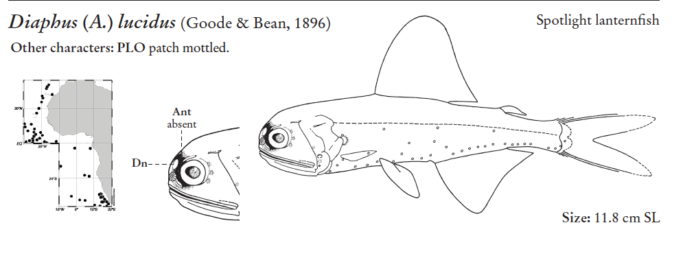 Diaphus lucidus, Spotlight Lanternfish. Source: FAO 2020.