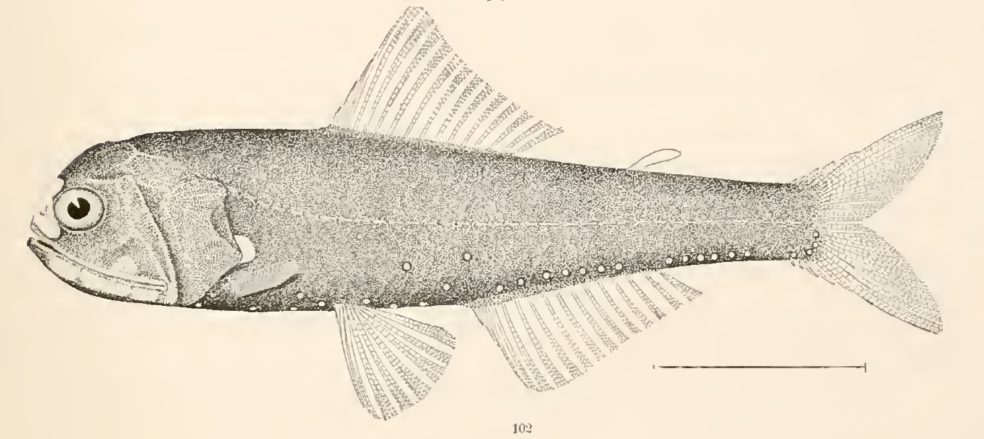 Diaphus lucidus, Spotlight Lanternfish. Source: Goode & Bean 1896.
