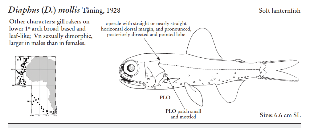 Diaphus mollis, Soft Lanternfish. Source: FAO 2020.