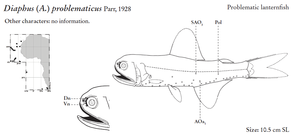 Diaphus problematicus, Problematic Headlightfish. Source: FAO 2020.