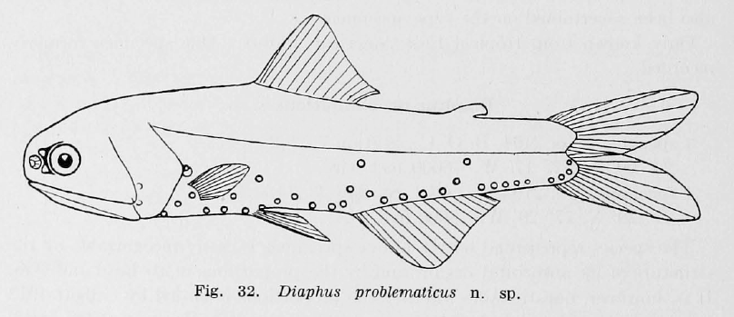 Diaphus problematicus, Problematic Headlightfish. Source: Parr 1928.