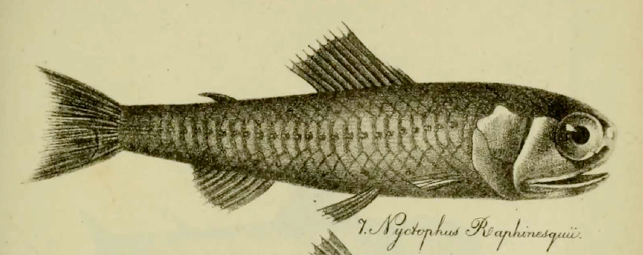 Diaphus rafinesquii, Lightscale Lampfish. Source: Cocco 1838.