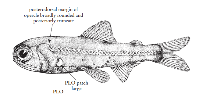 Diaphus rafinesquii, Lightscale Lampfish. Source: FAO 2020.