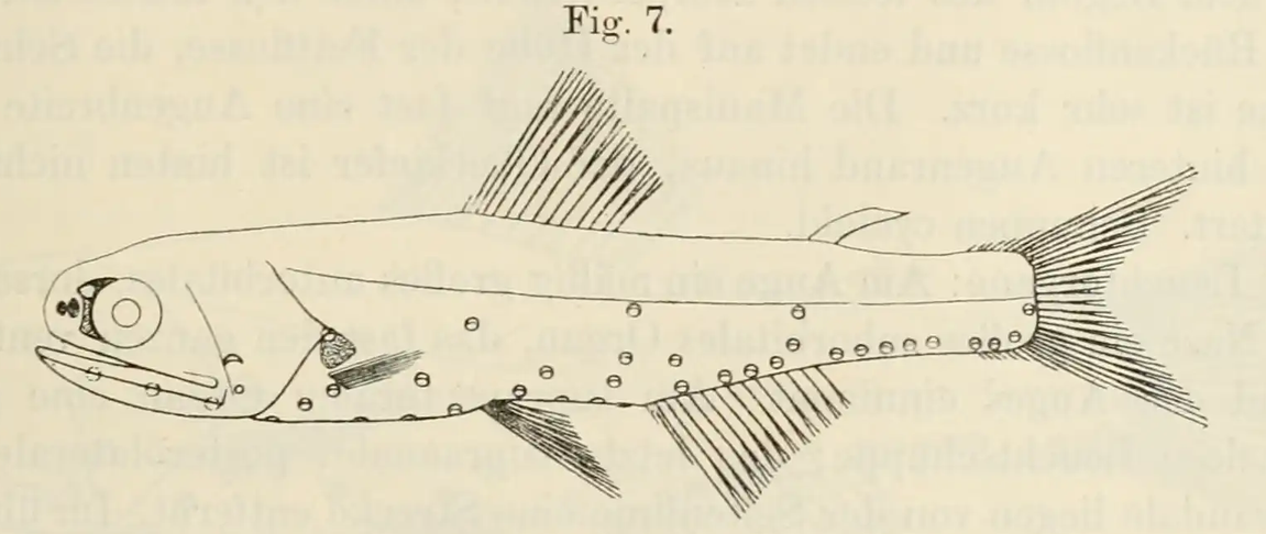 Diaphus splendidus, Splendid Lanternfish. Source: Brauer 1904.