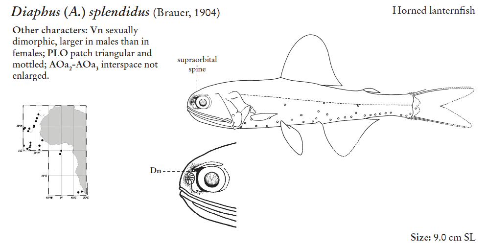 Diaphus splendidus, Splendid Lanternfish. Source: FAO 2020.