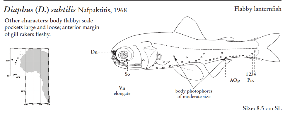 Diaphus subtilis, Flabby Lanternfish. Source: FAO 2020.