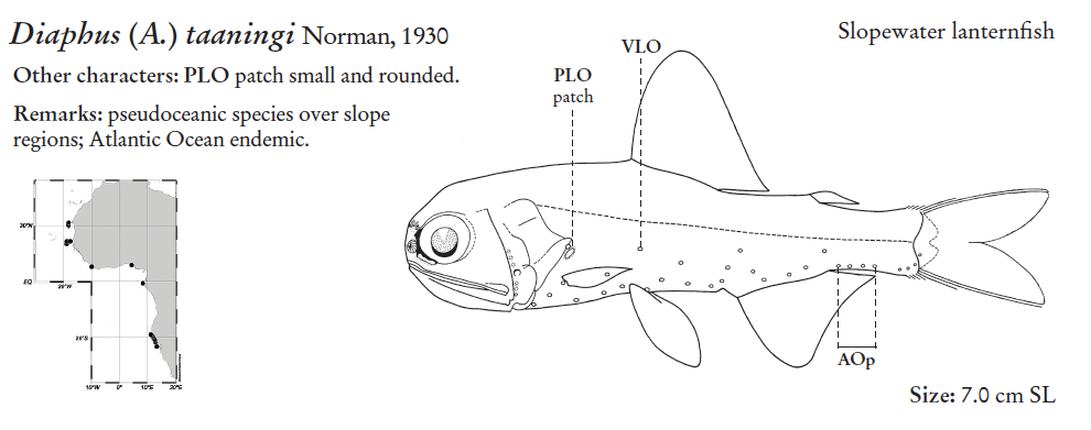 Diaphus taaningi, Slopewater Lanternfish. Source: FAO 2020.