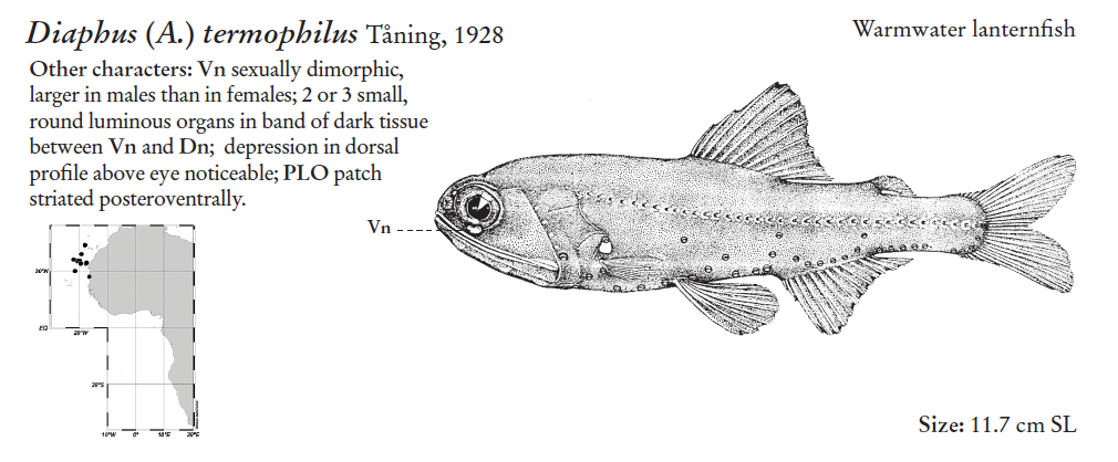 Diaphus termophilus, Warmwater Headlightfish. Source: FAO 2020.