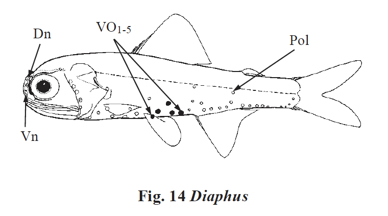 Diaphus sp. Source: FAO 2002.