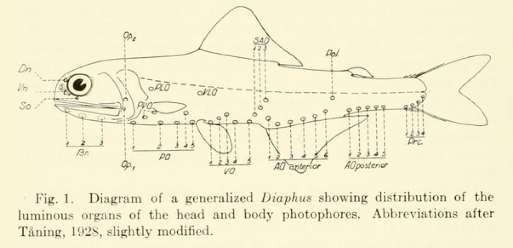 Diaphus sp. Source: Nafpaktitis 1966.