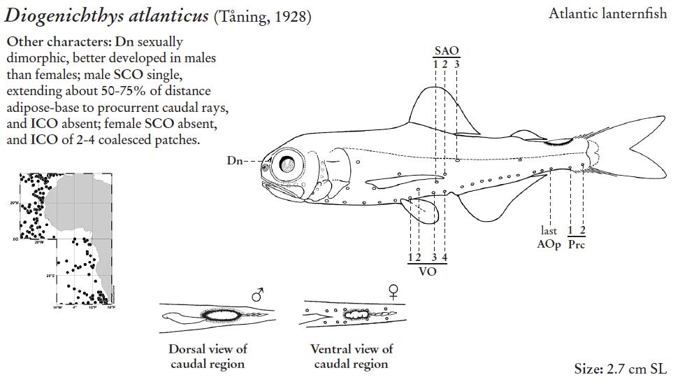 Diogenichthys atlanticus, Longfin Lanternfish. Source: FAO 2020.