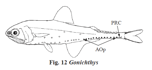 Gonichthys cocco, Linestop Lanternfish. Source: FAO 2002.