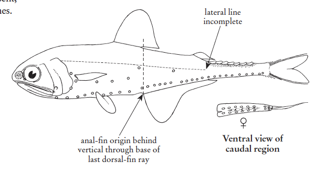 Gonichthys cocco, Linestop Lanternfish. Source: FAO 2020.
