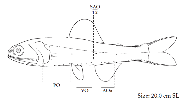 Lampadena anomala, Anomalous Lanternfish. Source: FAO 2020.