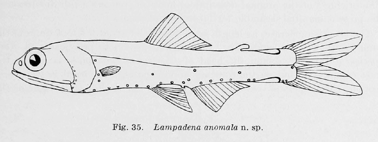Lampadena anomala, Anomalous Lanternfish. Source: Parr 1928.
