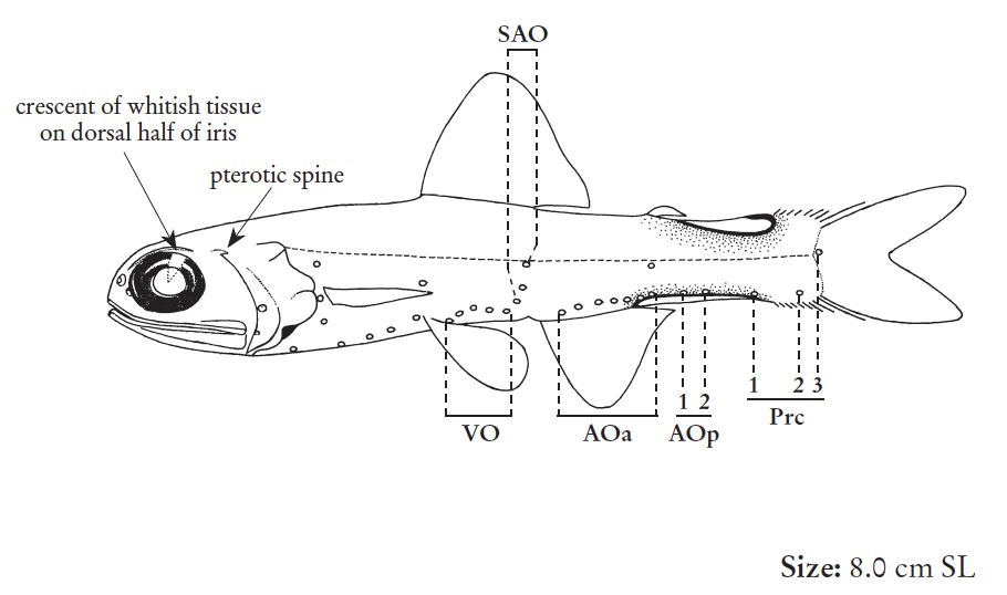 Lampadena chavesi, Long-gland Lanternfish. Source: FAO 2020.