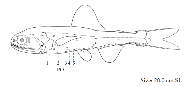 Lampadena luminosa, Luminous Lanternfish. Source: FAO 2020.
