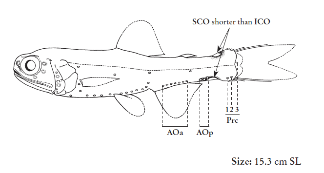 Lampadena speculigera, Mirror Lanternfish. Source: FAO 2020.