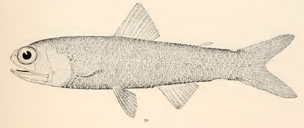 Lampadena speculigera, Mirror Lanternfish. Source: Goode & Bean 1896.