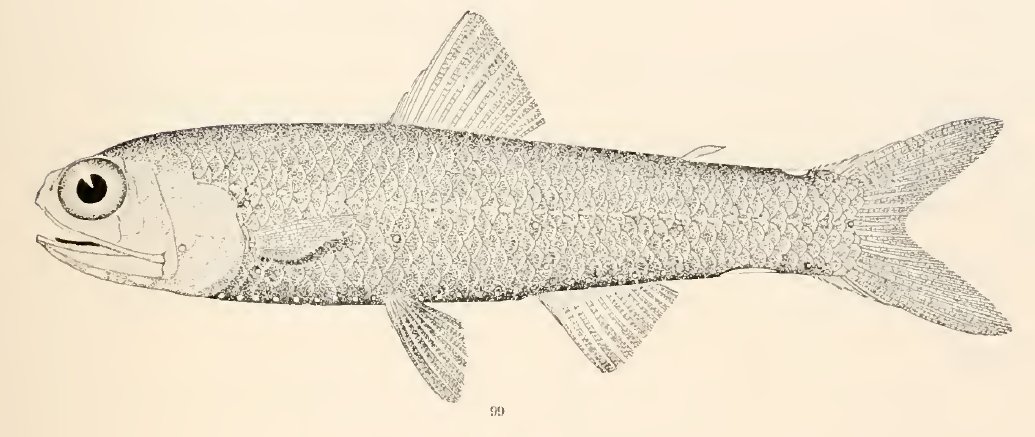 Lampadena speculigera, Mirror Lanternfish. Source: Goode & Bean 1896.