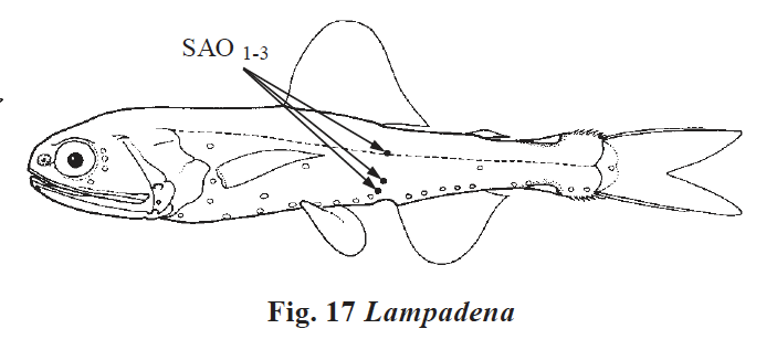 Lampadena sp., Lanternfish. Source: FAO 2002.