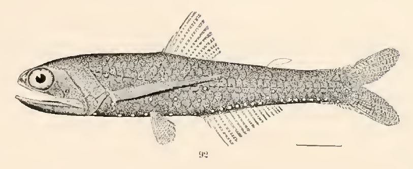 Lampanyctus alatus, Winged Lanternfish. Source: Goode & Bean 1896.