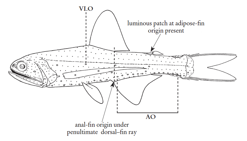 Lampanyctus alatus, Winged Lanternfish. Source: FAO 2020.