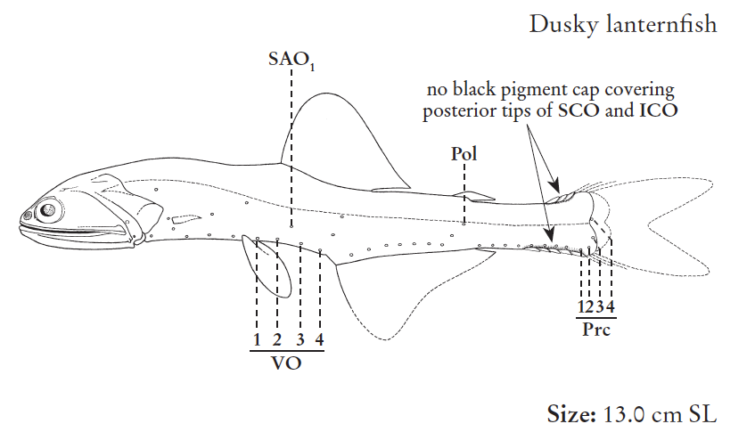 Lampanyctus ater, Dusky Lanternfish. Source: FAO 2020.