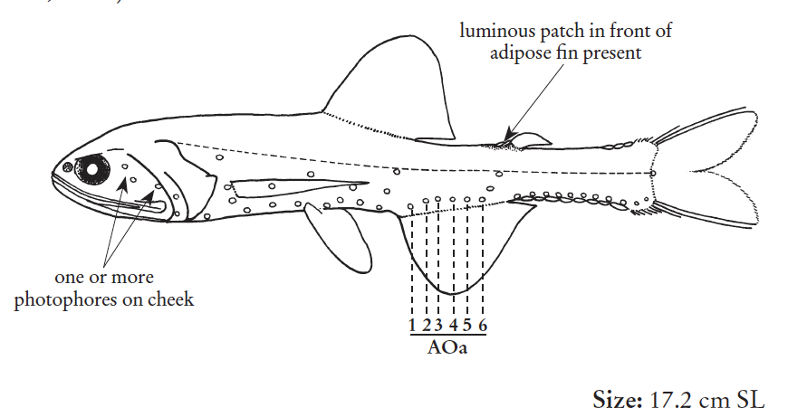 Lampanyctus crocodilus, Jewel Lanternfish. Source: FAO 2020.