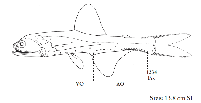 Lampanyctus festivus, Festive Lanternfish. Source: FAO 2020.