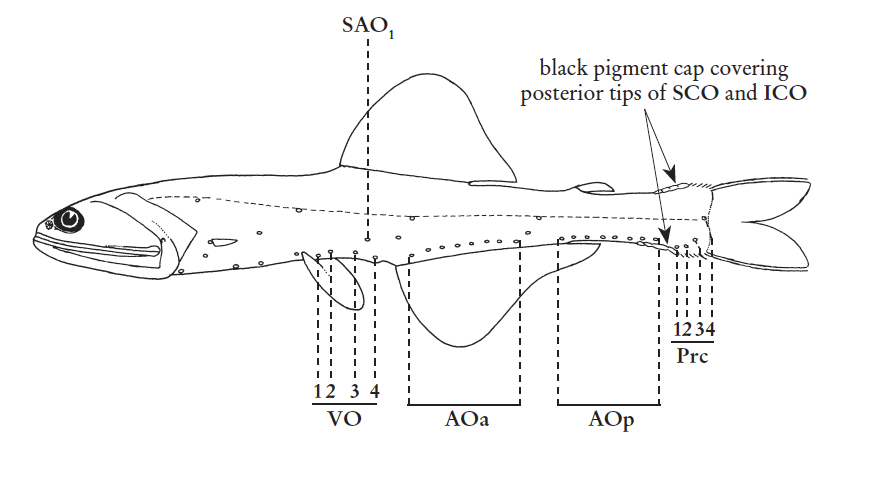 Lampanyctus lineatus, Longtail Blackcap Lanternfish. Source: FAO 2020.